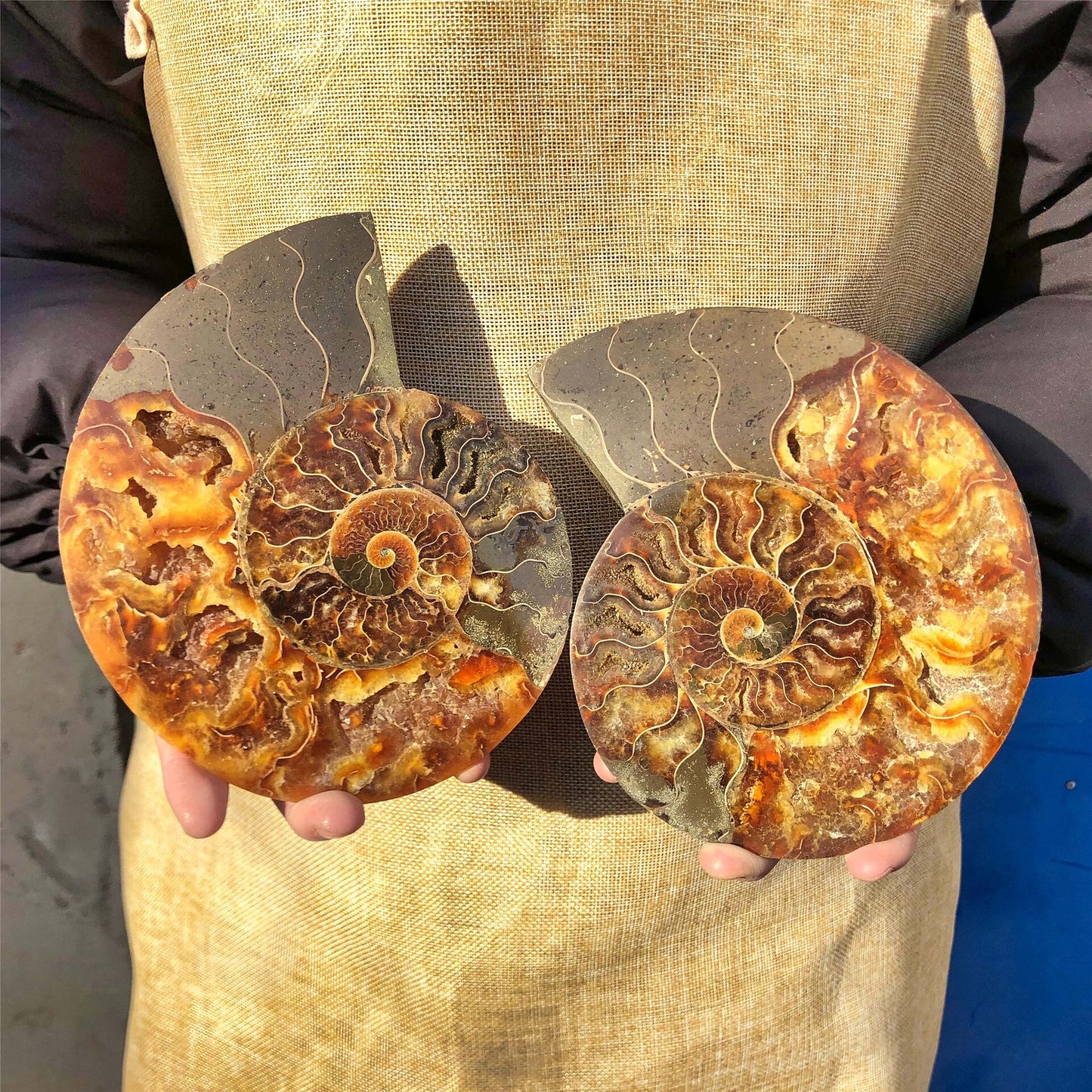 Natural Crystal Ammonite Fossil Nautilus Geode Specimens Reiki Healing