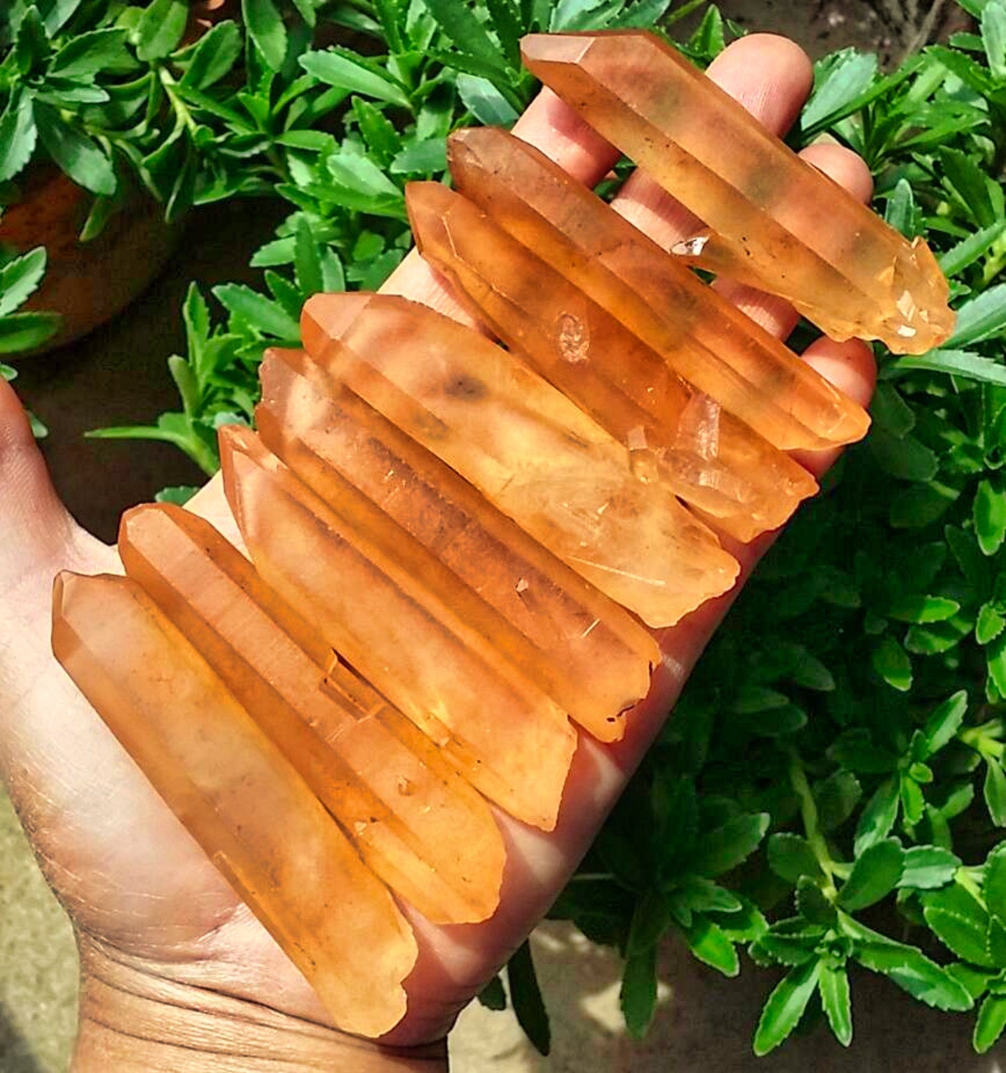 Natural Lemurian Seed Quartz Crystal Point - Set of 8 Pieces, Totaling 218g for Healing and Meditation