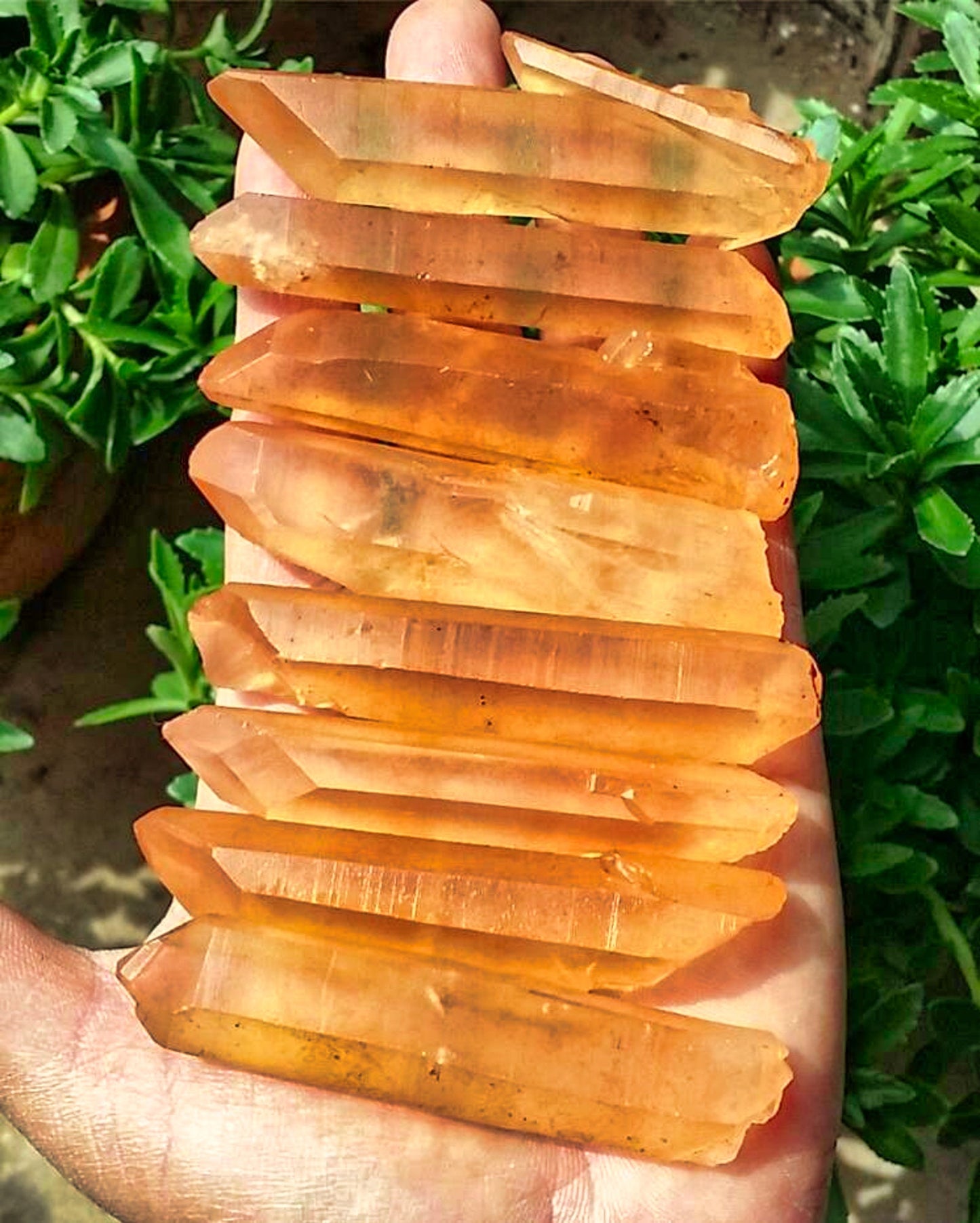 Natural Lemurian Seed Quartz Crystal Point - Set of 8 Pieces, Totaling 218g for Healing and Meditation